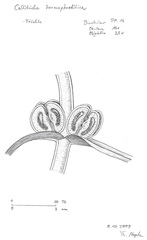 Callitriche hermaphroditica