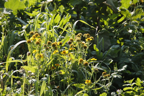 Verbesina encelioides