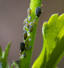 Aphis