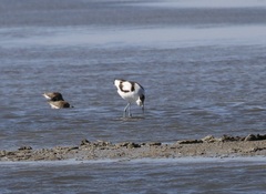 Recurvirostra avosetta