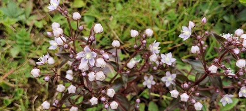 Swertia alba