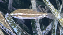 Symphodus ocellatus