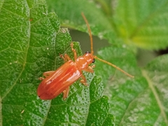 Hoplasoma unicolor