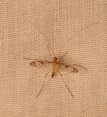 Keroplatidae