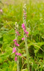Spiranthes