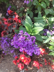 Heliotropium arborescens