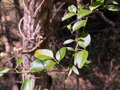 Jasminum didymum racemosum
