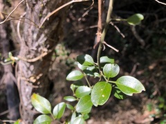 Jasminum didymum racemosum