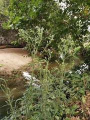Erigeron canadensis