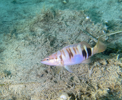 Serranus scriba