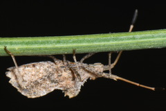 Centrocoris spiniger