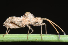 Centrocoris spiniger