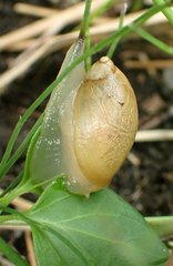 Succinea lauta