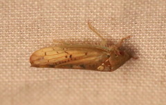 Ponana quadralaba
