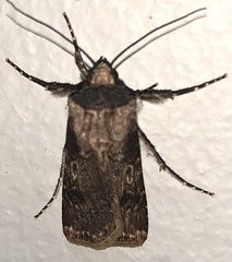 Agrotis