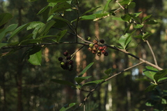 Aronia mitschurinii