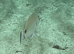 Diplodus sargus