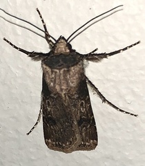 Agrotis