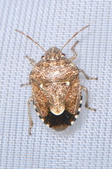 Staria lunata