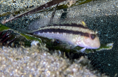 Parablennius pilicornis