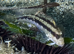 Parablennius pilicornis