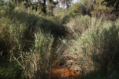 Echinochloa pyramidalis