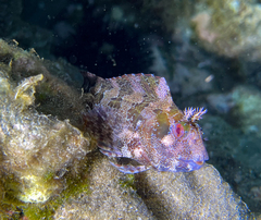 Parablennius gattorugine