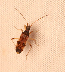 Ozophora picturata