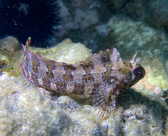 Parablennius gattorugine