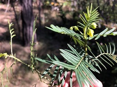 Senna aciphylla