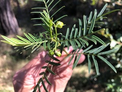 Senna aciphylla