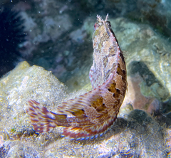 Parablennius gattorugine