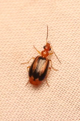 Lebia solea