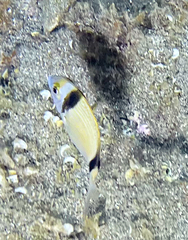 Diplodus vulgaris