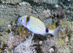 Diplodus vulgaris