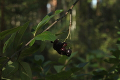 Aronia mitschurinii