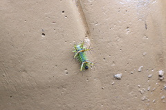 Limacodidae