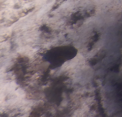 Pomacentrus bankanensis