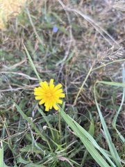 Scorzoneroides autumnalis