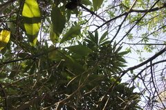 Cestrum laevigatum
