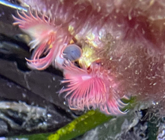 Serpula vermicularis