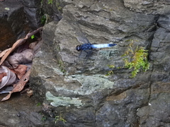 Orthetrum triangulare