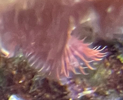 Serpula vermicularis