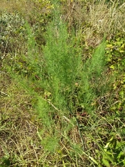 Asparagus officinalis