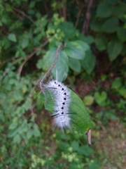 Lophocampa caryae