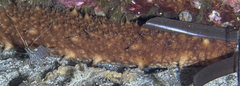 Holothuria