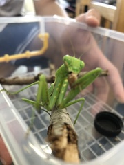 Mantidae