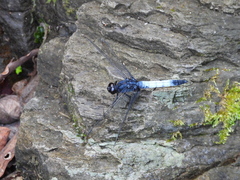 Orthetrum triangulare