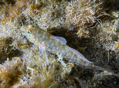 Gobius incognitus