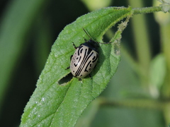 Calligrapha dislocata